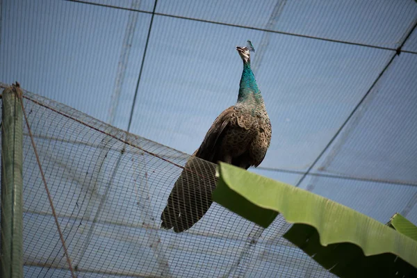Bel Oiseau Dans Zoo Sur Fond Gros Plan — Photo