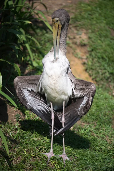 Bel Oiseau Dans Zoo Sur Fond Gros Plan — Photo