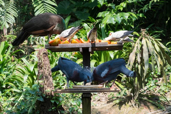 Beaux Oiseaux Dans Zoo Sur Fond Gros Plan — Photo