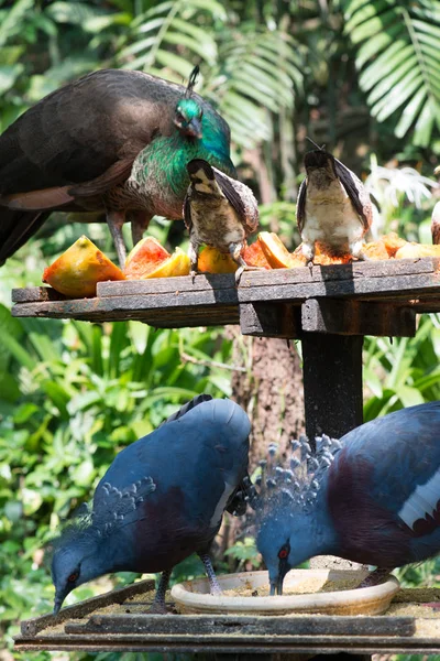 Bellissimi Uccelli Nello Zoo Sullo Sfondo Primo Piano — Foto Stock