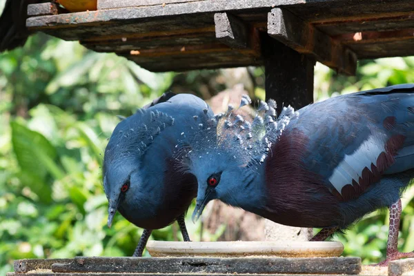 Gyönyörű Madarak Állatkertben Háttérben Közelről — Stock Fotó