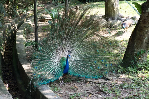 Schöner Vogel Pfau Zoo Hintergrund Nahaufnahme — Stockfoto