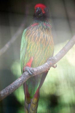 arka planda hayvanat bahçesinde güzel kuş, yakın
