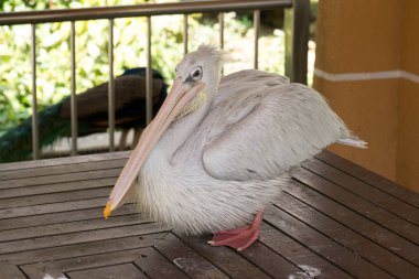 büyük beyaz Pelikan Hayvanat Bahçesi
