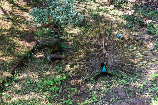 Bel Oiseau Dans Zoo Sur Fond Gros Plan — Photo