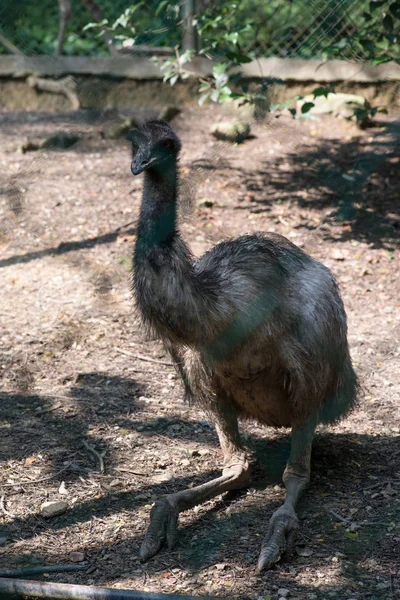 Bel Oiseau Dans Zoo Sur Fond Gros Plan — Photo