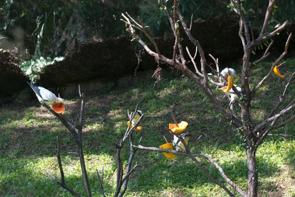 Bellas Aves Zoológico Fondo Cerca — Foto de Stock