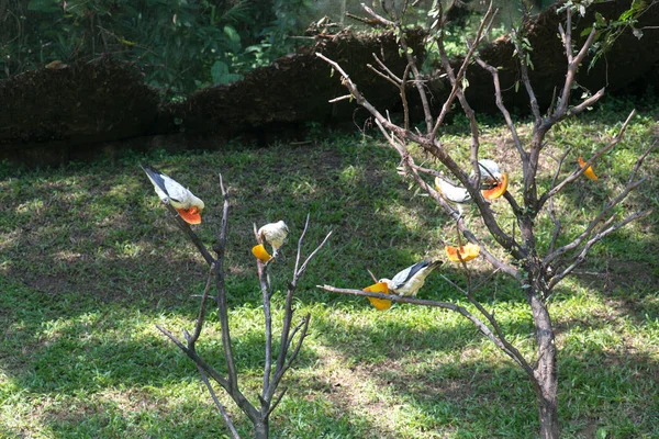 Hayvanat Bahçesindeki Güzel Kuşlar Kapatın — Stok fotoğraf