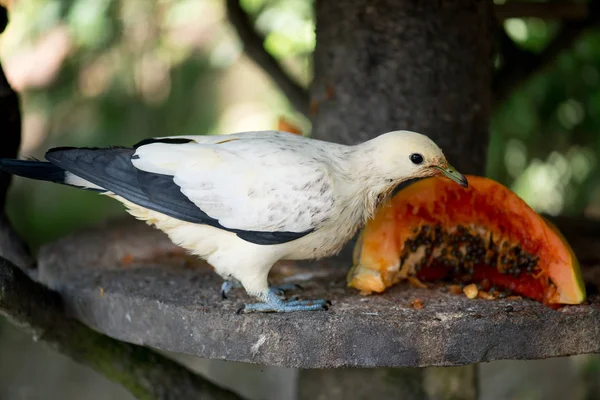 Bel Oiseau Dans Zoo Sur Fond Gros Plan — Photo