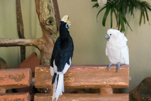 Piękne Ptaki Zoo Tle Zbliżenie — Zdjęcie stockowe