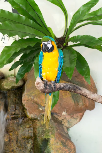 Indah Burung Beo Kebun Binatang Latar Belakang Menutup — Stok Foto