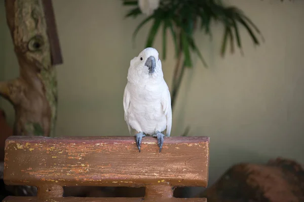 Magnifique Oiseau Perroquet Dans Zoo Sur Fond Gros Plan — Photo