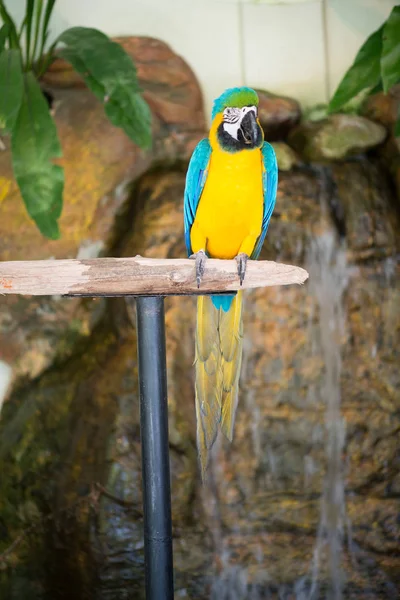 Magnifique Oiseau Perroquet Dans Zoo Sur Fond Gros Plan — Photo