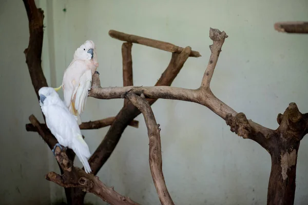 Magnifique Oiseau Perroquet Dans Zoo Sur Fond Gros Plan — Photo