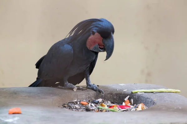 Magnifique Oiseau Perroquet Dans Zoo Sur Fond Gros Plan — Photo