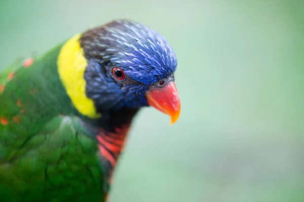 Gyönyörű Madár Papagáj Állatkertben Háttérben Közelről — Stock Fotó