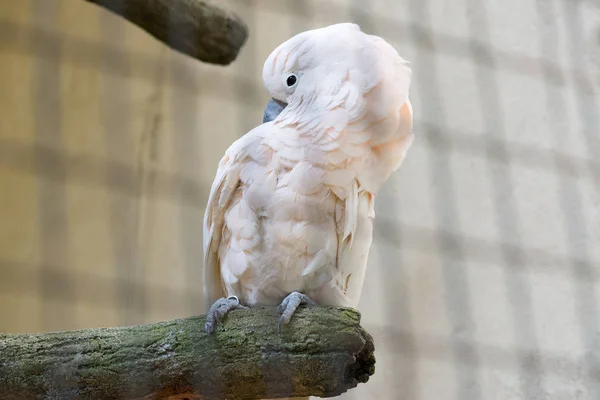 Magnifique Oiseau Perroquet Dans Zoo Sur Fond Gros Plan — Photo