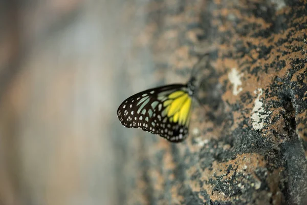 Mooie Vlinder Achtergrond Close — Stockfoto