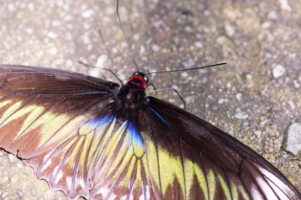 布罗卡亚纳属 布鲁克亚奇鸟翅 世界上最大的日蝶之一 马来西亚塔帕斯山 — 图库照片