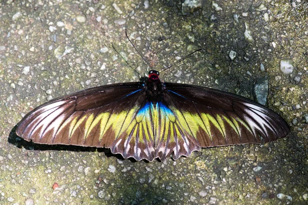 布罗卡亚纳属 布鲁克亚奇鸟翅 世界上最大的日蝶之一 马来西亚塔帕斯山 — 图库照片