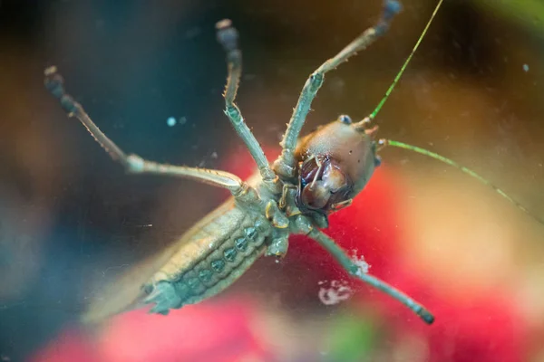 Közelkép Bug Természetről Háttérben — Stock Fotó