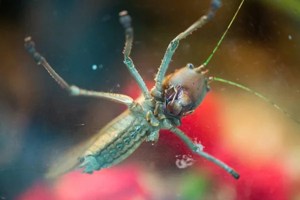 Bug Arkaplandaki Doğa Üzerindeki Görüntülerini Kapat — Stok fotoğraf