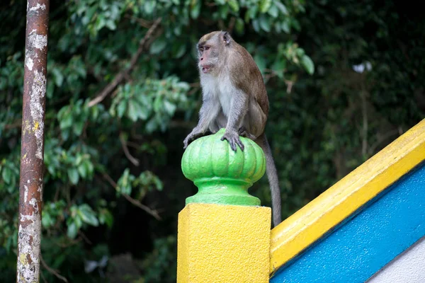 Mono Macaco Cuevas Batu Kuala Lumpur Malasia Solían Robar Comida — Foto de Stock