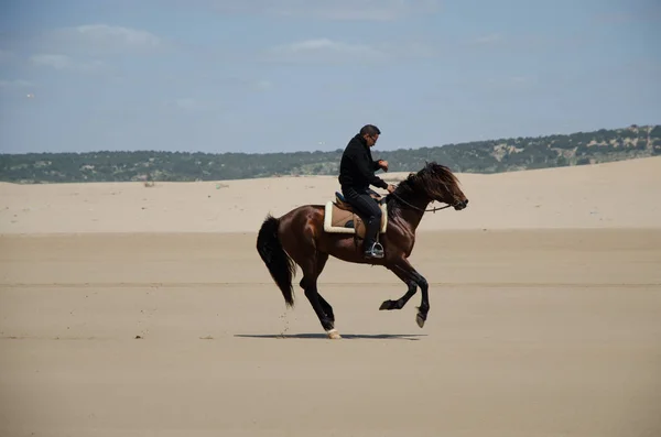 Essaouira Marocco Maggio 2013 Circa Uomo Cavallo Sulla Spiaggia Essaouira — Foto Stock