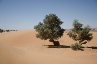 Sahara çöl manzara mavi gökyüzü ile. Dunes arka plan.