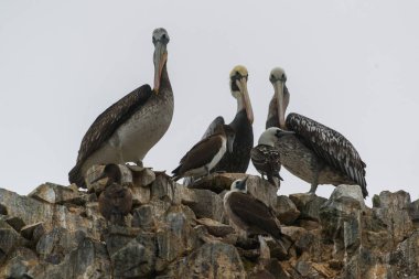 Peru'da pelikanlar, Islas Ballestas 