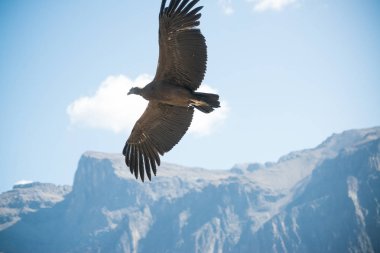 Colca Canyon 'da Cruz del Condor (Canon Del Colca), Peru, Güney Amerika