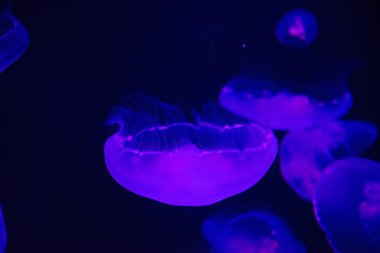 oceanarium suda yüzen güzel denizanası