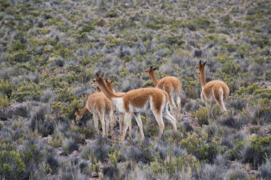 Peru'da taşlarla sahada Perulu Llamas