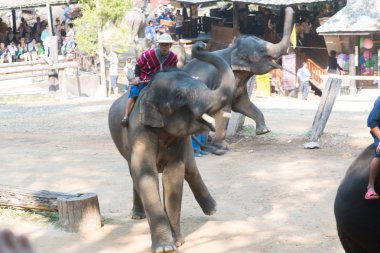 Chiangmai, Tayland: Filler 14 Şubat 2016 tarihinde Chiangmai, Tayland'da genç Elephant okulunda