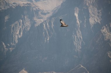 Colca Canyon 'da Cruz del Condor (Canon Del Colca), Peru, Güney Amerika
