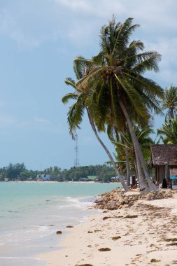 okyanusun güzel kumlu sahil ve turkuaz su