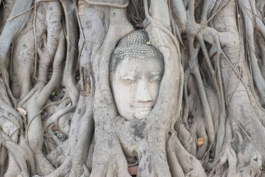 Kafa Buda heykelinin Ağaç kökleri Wat Mahathat Tapınağı, Ayutthaya, Tayland