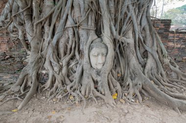 Kafa Buda heykelinin Ağaç kökleri Wat Mahathat Tapınağı, Ayutthaya, Tayland