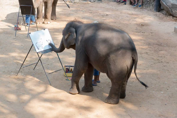 Chiangmai Ταϋλάνδη Ζωγραφική Ελέφαντα Στη Σχολή Νεαρών Ελεφάντων Στις Φεβρουαρίου — Φωτογραφία Αρχείου