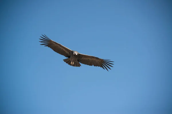 Cruz Del Condor Flying Blue Sky Peru South America — Stock Photo, Image