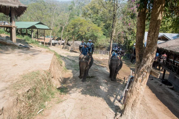 Chiangmai Thailand Olifanten Jonge Olifanten School Februari 2016 Chiangmai Thailand — Stockfoto