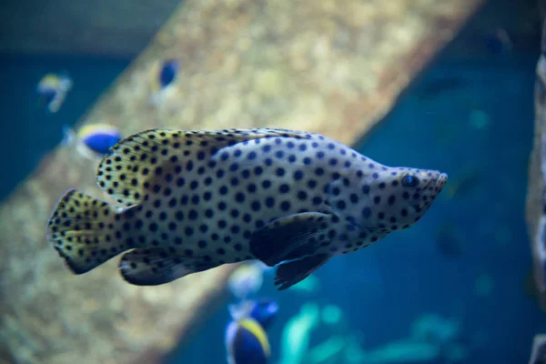 Beautiful Tropical Fish Blue Water Oceanarium — Stock Photo, Image