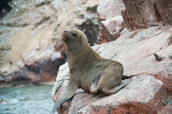 Group of South American sea lion in Peru, Islas Ballestas