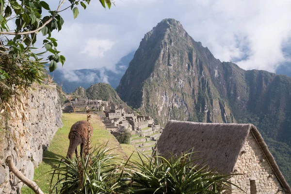 Láma Machu Picchu Fellegvára Peruban Southa Amerikában — Stock Fotó