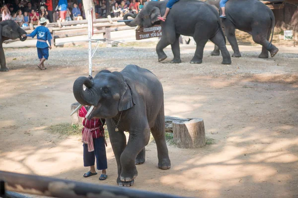 Chiangmai Thailand Elefanten Der Jungen Elefantenschule Februar 2016 Chiangmai Thailand — Stockfoto