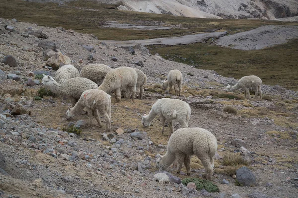 Peruansk Lamadjur Fältet Med Stenar Peru — Stockfoto
