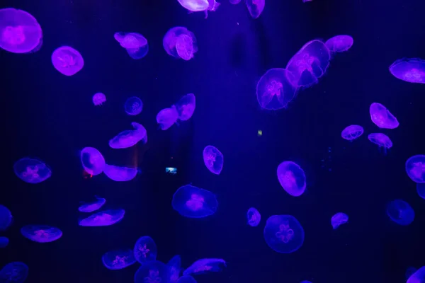 Piękne Jellyfish Pływanie Wodzie Akwarium — Zdjęcie stockowe