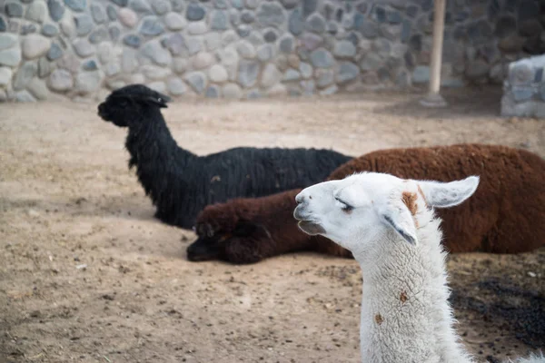 Llamas Péruviennes Dans Les Montagnes Avec Des Pierres Pérou — Photo