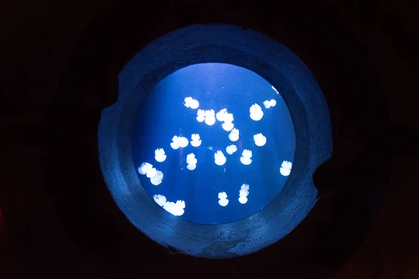 Красивые Медузы Плавающие Воде Океанариуме — стоковое фото