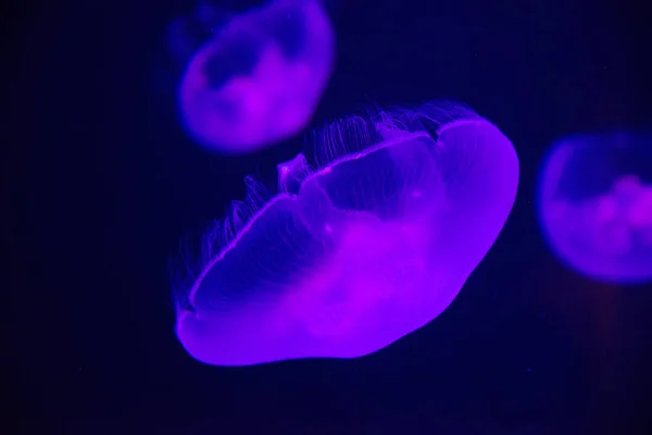 Hermosas Medusas Nadando Agua Oceanario — Foto de Stock